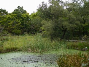 箱根湿生花園の写真15