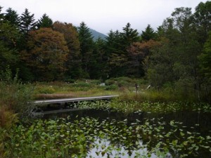 箱根湿生花園の写真17