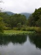 箱根湿生花園の写真のサムネイル写真21