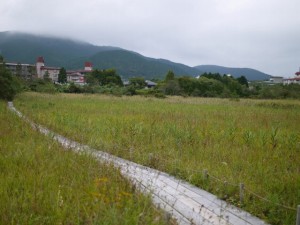 箱根湿生花園の写真22