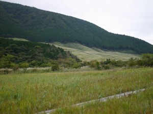 箱根湿生花園の写真23