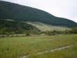 箱根湿生花園の写真のサムネイル写真23