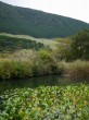 箱根湿生花園の写真のサムネイル写真25