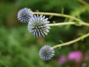 箱根湿生花園の写真27