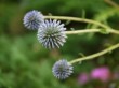 箱根湿生花園の写真のサムネイル写真27