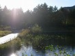 箱根湿生花園の写真のサムネイル写真29