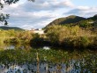 箱根湿生花園の写真のサムネイル写真32