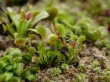 箱根湿生花園の写真のサムネイル写真36