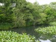 箱根湿生花園の写真のサムネイル写真38