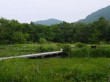箱根湿生花園の写真のサムネイル写真40