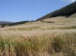 すすき草原（仙石原）の写真のサムネイル写真1