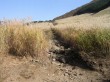 すすき草原（仙石原）の写真のサムネイル写真2