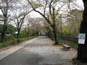 小田原城址公園の写真3