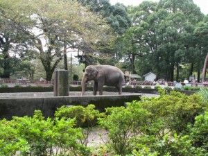 小田原城址公園の写真11