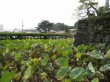 小田原城址公園の写真のサムネイル写真16