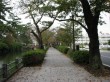 小田原城址公園の写真のサムネイル写真17