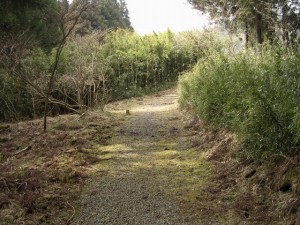 箱根の森の写真