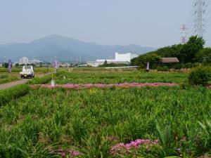 飯山あやめの里の写真5