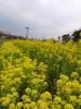 花の広場・うみの子とりで（観音崎公園）の写真のサムネイル写真10