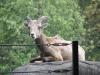 金沢動物園の写真のサムネイル写真22