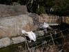 金沢動物園の写真のサムネイル写真31