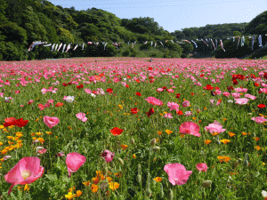 くりはま花の国の写真