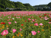くりはま花の国の写真のサムネイル写真1