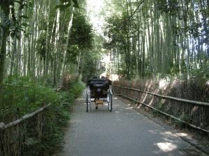 嵯峨野、竹林の小道の写真