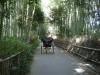 嵯峨野、竹林の小道の写真のサムネイル写真4