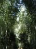 嵯峨野、竹林の小道の写真のサムネイル写真5
