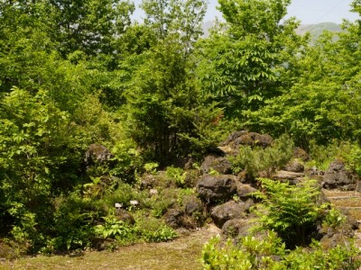 白馬山麓植物園の写真20