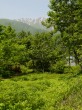 白馬山麓植物園の写真のサムネイル写真19