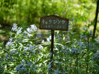 白馬山麓植物園の写真7