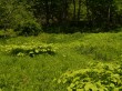 白馬山麓植物園の写真のサムネイル写真13