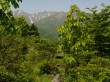 白馬山麓植物園の写真のサムネイル写真12