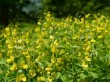 白馬山麓植物園の写真のサムネイル写真6