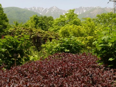 白馬山麓植物園の写真14