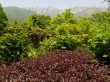 白馬山麓植物園の写真のサムネイル写真14