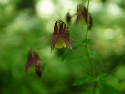 白馬山麓植物園の写真