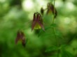 白馬山麓植物園の写真のサムネイル写真1