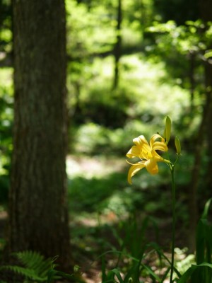 白馬山麓植物園の写真4