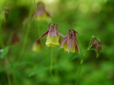 白馬山麓植物園の写真2