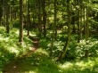 白馬山麓植物園の写真のサムネイル写真18