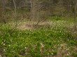 戸隠森林植物園の写真のサムネイル写真16