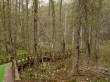 戸隠森林植物園の写真のサムネイル写真15