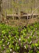 戸隠森林植物園の写真のサムネイル写真21