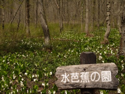 戸隠森林植物園の写真12