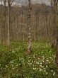 戸隠森林植物園の写真のサムネイル写真19