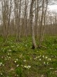 戸隠森林植物園の写真のサムネイル写真20