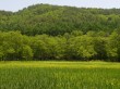 居谷里湿原の写真のサムネイル写真5